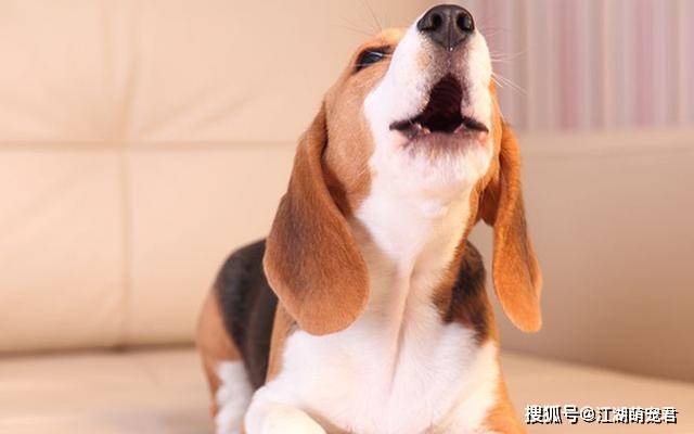 带狗狗出门牵绳是第一步,文明养犬从我做起!