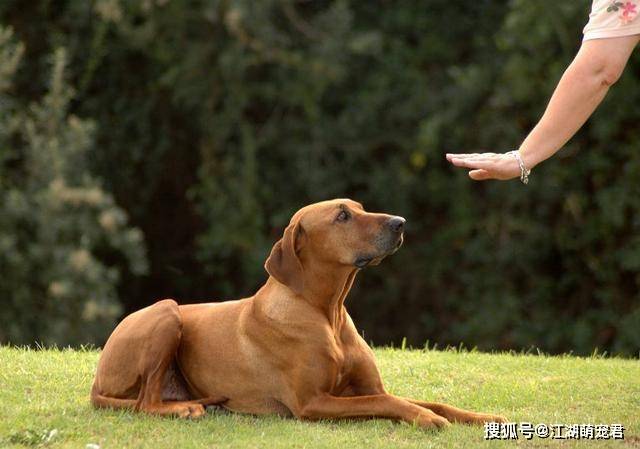 带狗狗出门牵绳是第一步,文明养犬从我做起!