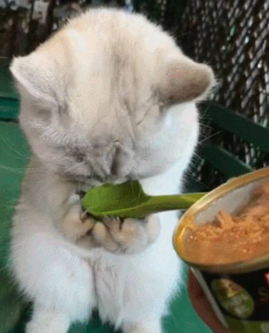 女子用小勺子喂猫咪吃饭,而喵星人用爪子扶着勺子吃的可认真了,简直太萌了!
