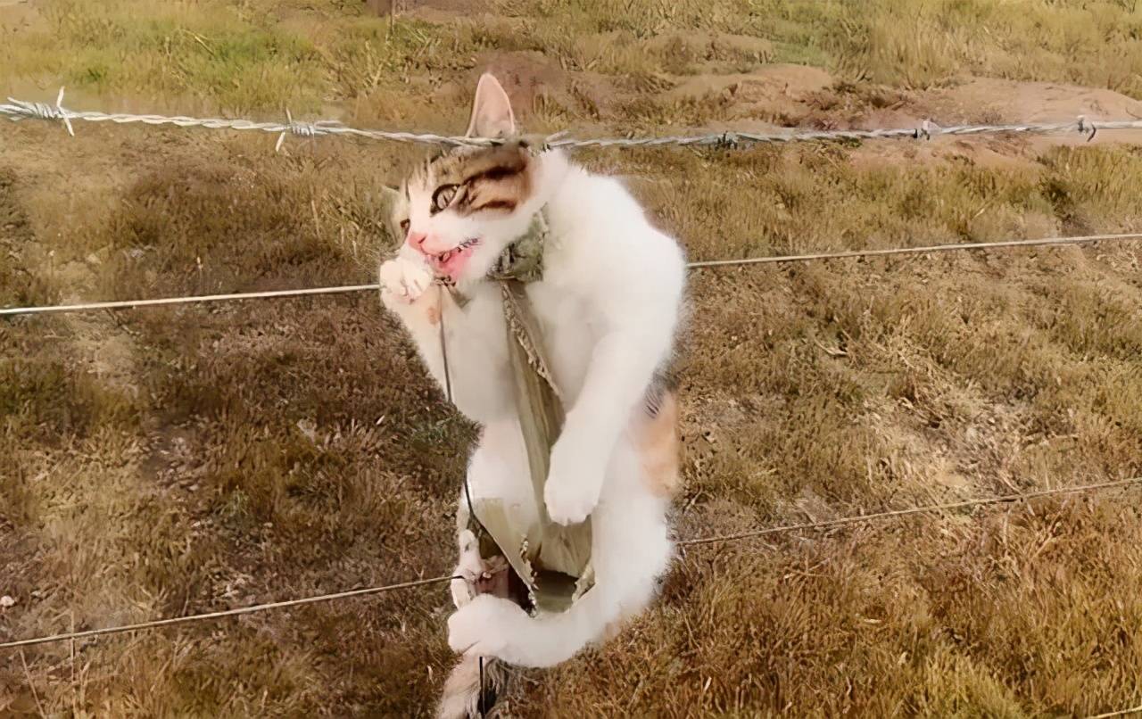 猫咪挂在钢丝网上,起初以为它在爬着玩,走近后却忍不住心疼了