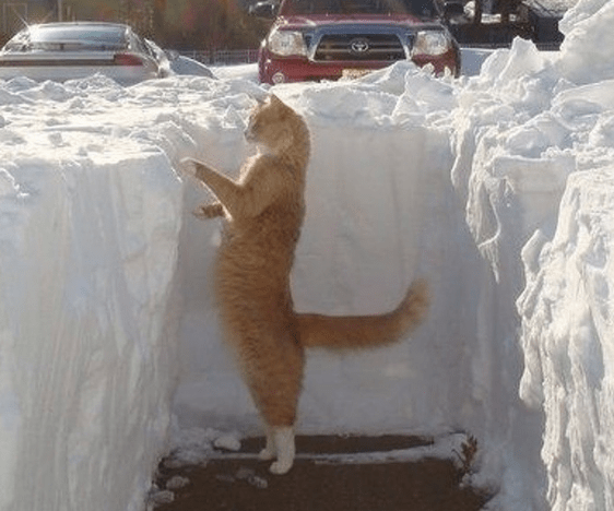 下雪天带猫出门是啥感受?主人:你给我下去!猫:不行!这雪烫脚