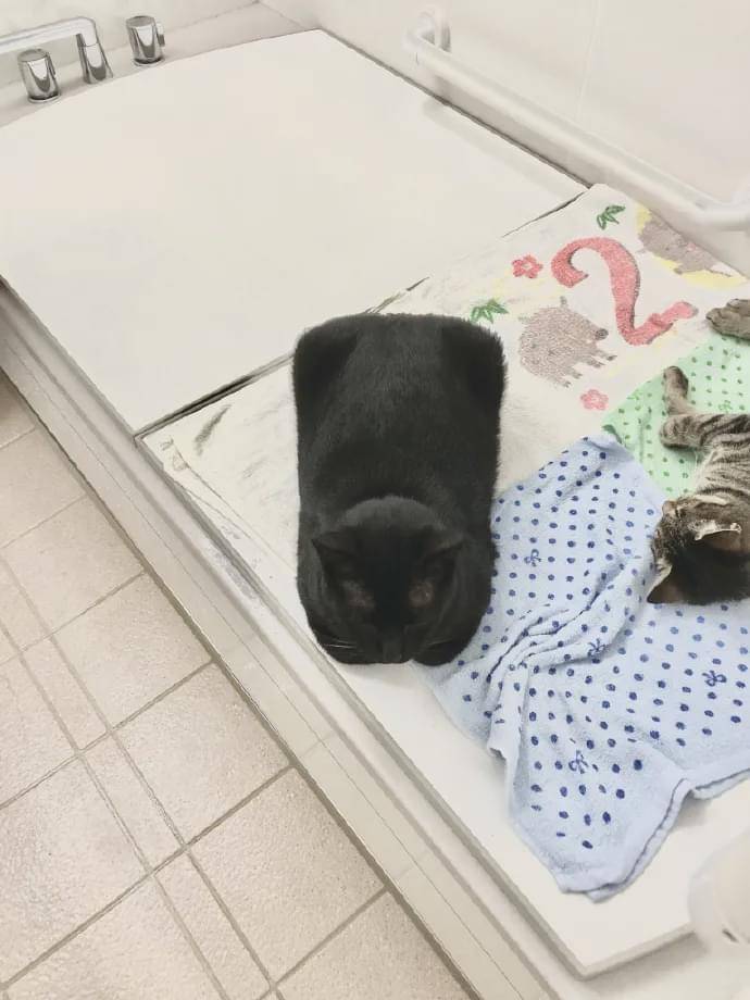 不爱睡笼子的小奶猫,居然被这样对待……