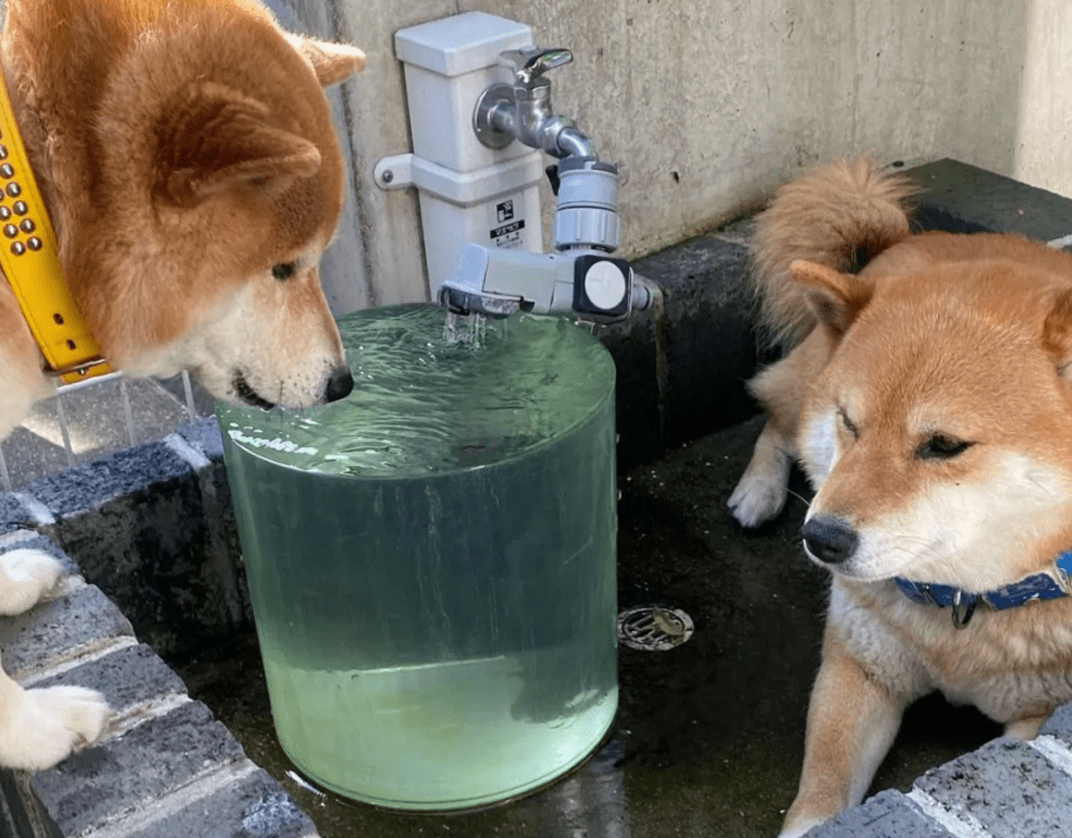 墙上的三只柴犬,走红后成了“景点”,院内生活很有情调