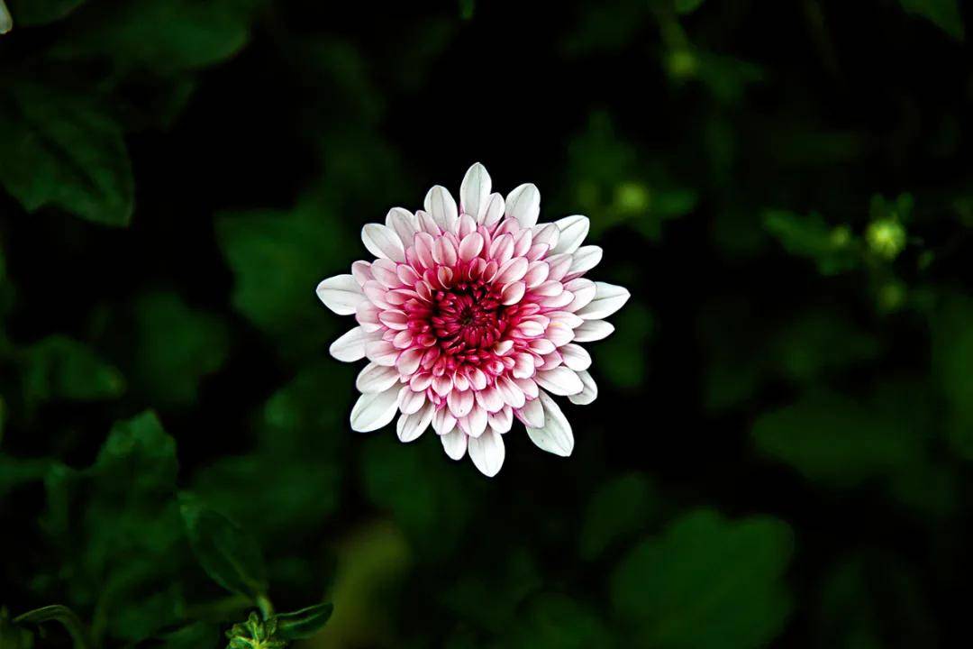 君子之花流转的风华