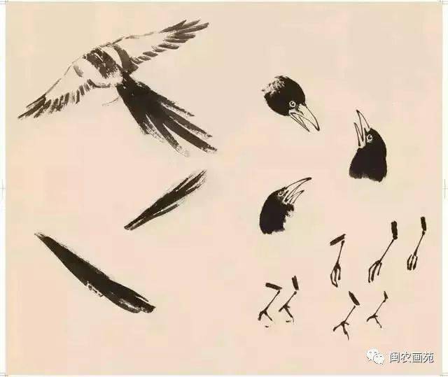 徐悲鸿“手把手”教画花鸟,干货。