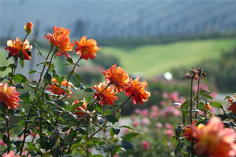 不畏严冬 辰山月季花开不厌四时春