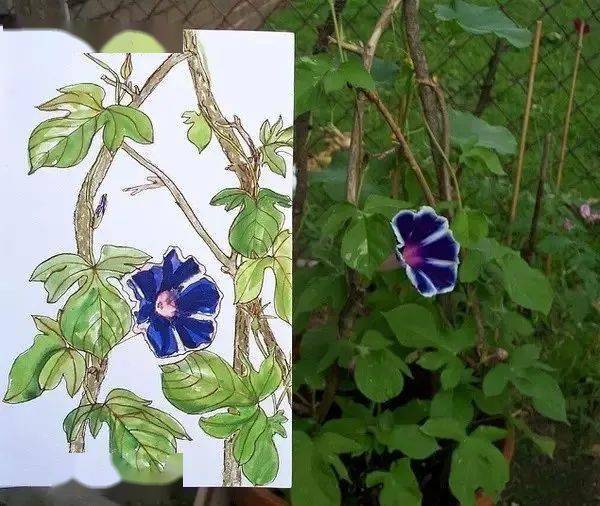 这位老兄弟呀,把自己花园植物画了个遍..