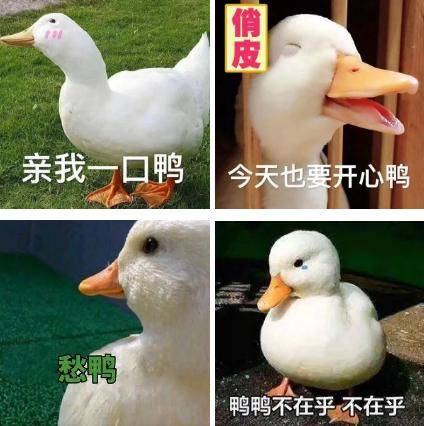 时尚编辑逛鸭店,王思聪王珞丹爱的万元鸭到底有多好撸?丨【嗨!POP】