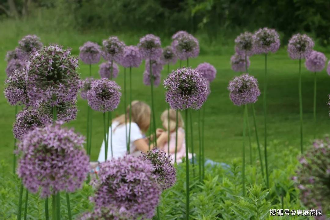 花葱的世界,您请了解一下呗