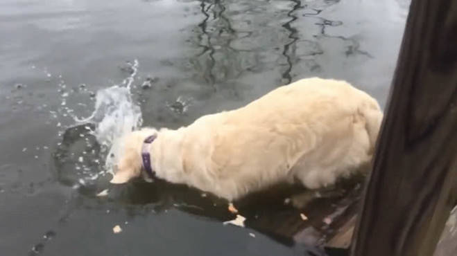 狗狗紧盯着水面不动,片刻后猛的窜入水中,上来后有了额外收获