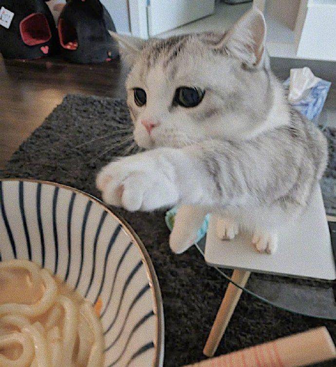 忙碌了半天的猫师傅最终选择吃软饭