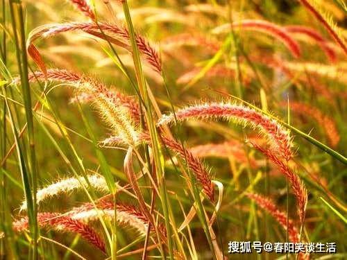 说到心里的情感句子,句句入骨,令人泪奔