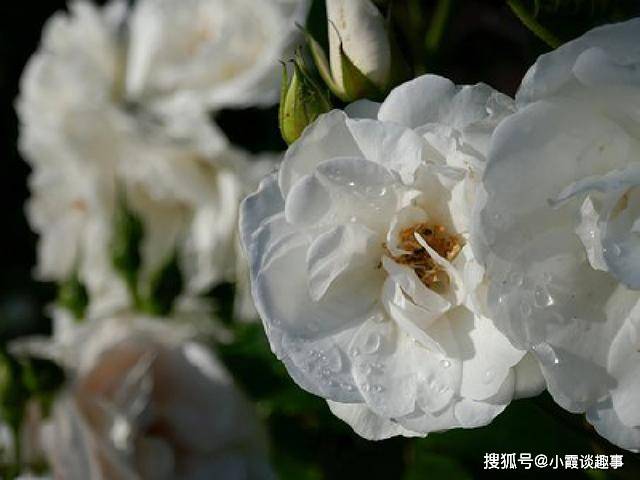 直戳人心的说说短语,句句入心,让人受益匪浅