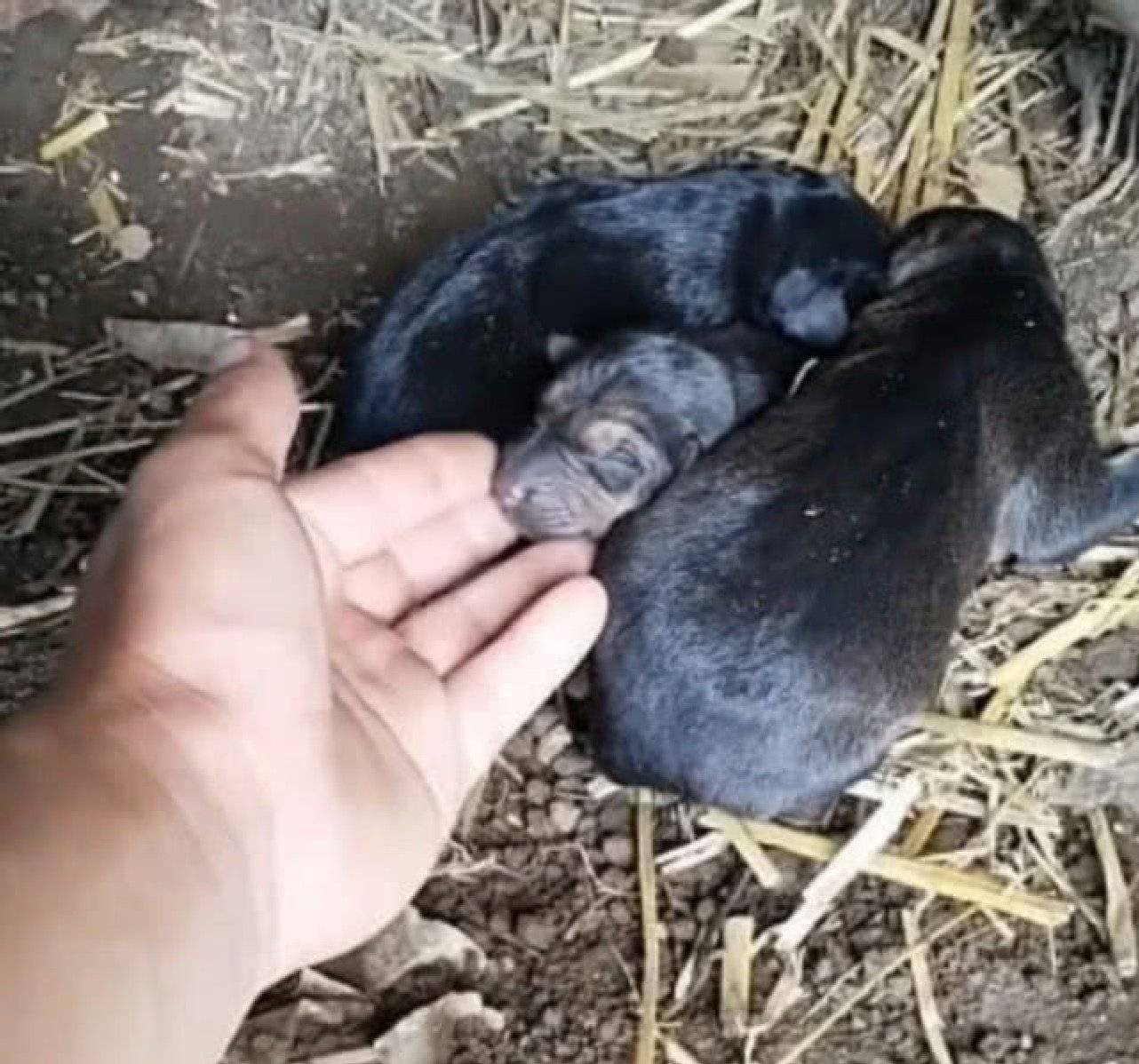 狗肉馆救了一只德牧,几天后发现意外惊喜,男子顿时喜不自禁!