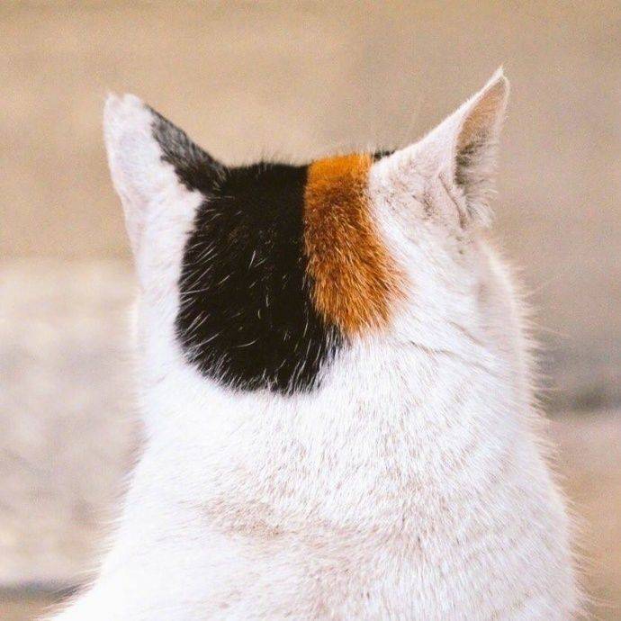 令猫窒息的操作,小猫咪:我都准备好了你们就这样?