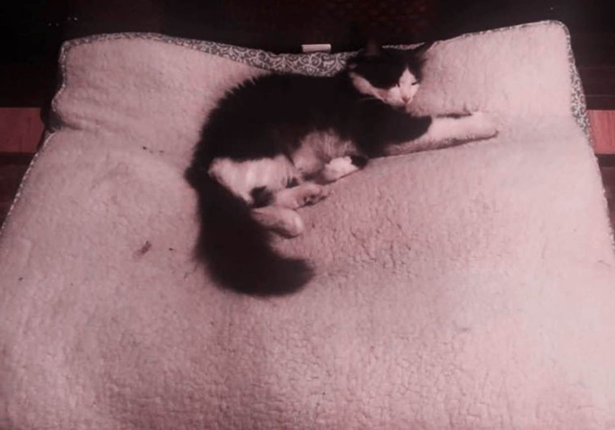 猫咪的“怪癖”,竟引发上万网友围观,让人啼笑皆非