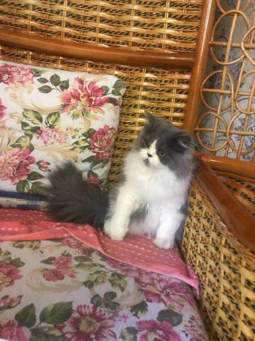 猫咪惹毛哈士奇,躲避的时候却翻车了,主人回家看见后笑到流泪!