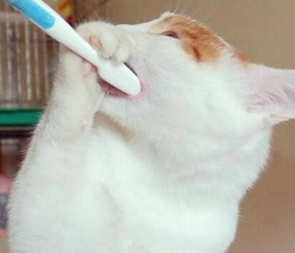 主人教猫咪刷牙,猫咪却一学就会,主人看了嘴都笑歪!
