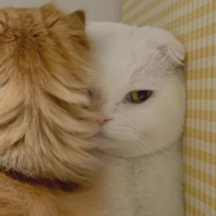 猫受委屈是什么样?