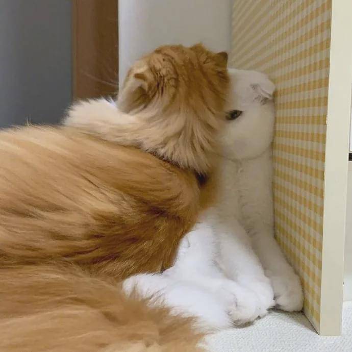 猫受委屈是什么样?