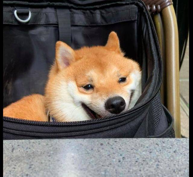 主人带柴犬出去玩,它笑得像个孩子,虽然长得一般,但笑得很憨呀