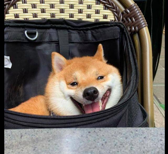 主人带柴犬出去玩,它笑得像个孩子,虽然长得一般,但笑得很憨呀