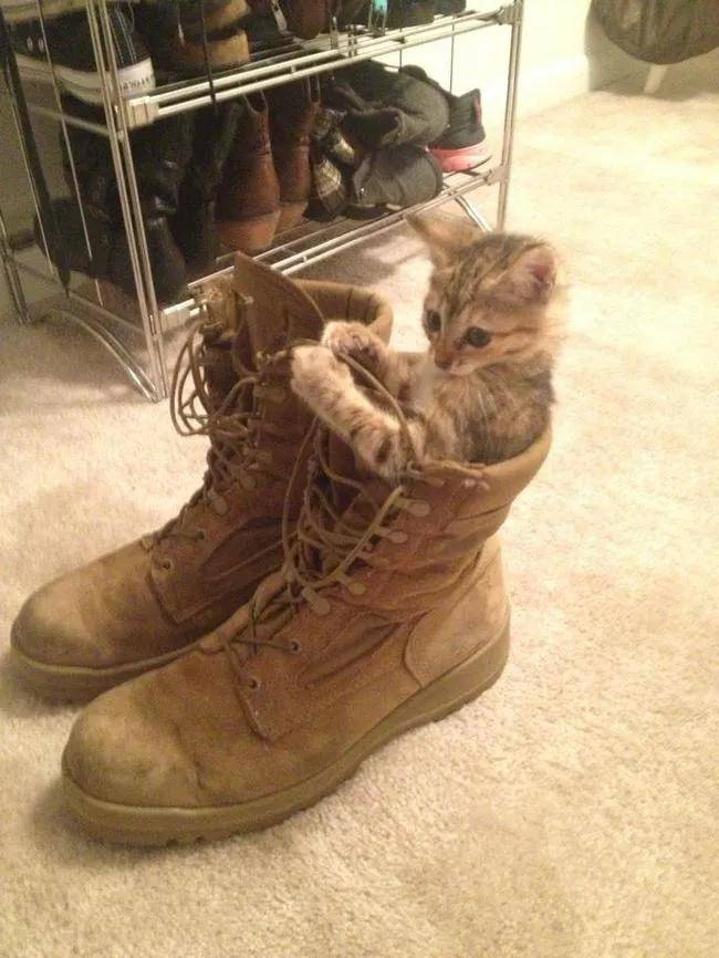 猫咪:“主人的臭鞋,真让本喵爱不释手”