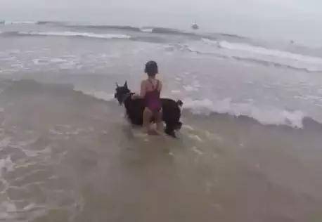 小女孩要到海里玩,被狗狗拼命拦住,真是比爹妈还负责呢!