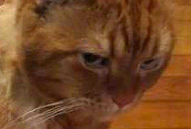 铲屎官非要为猫咪剪毛,结果却剪坏了,猫主子这下可气坏了