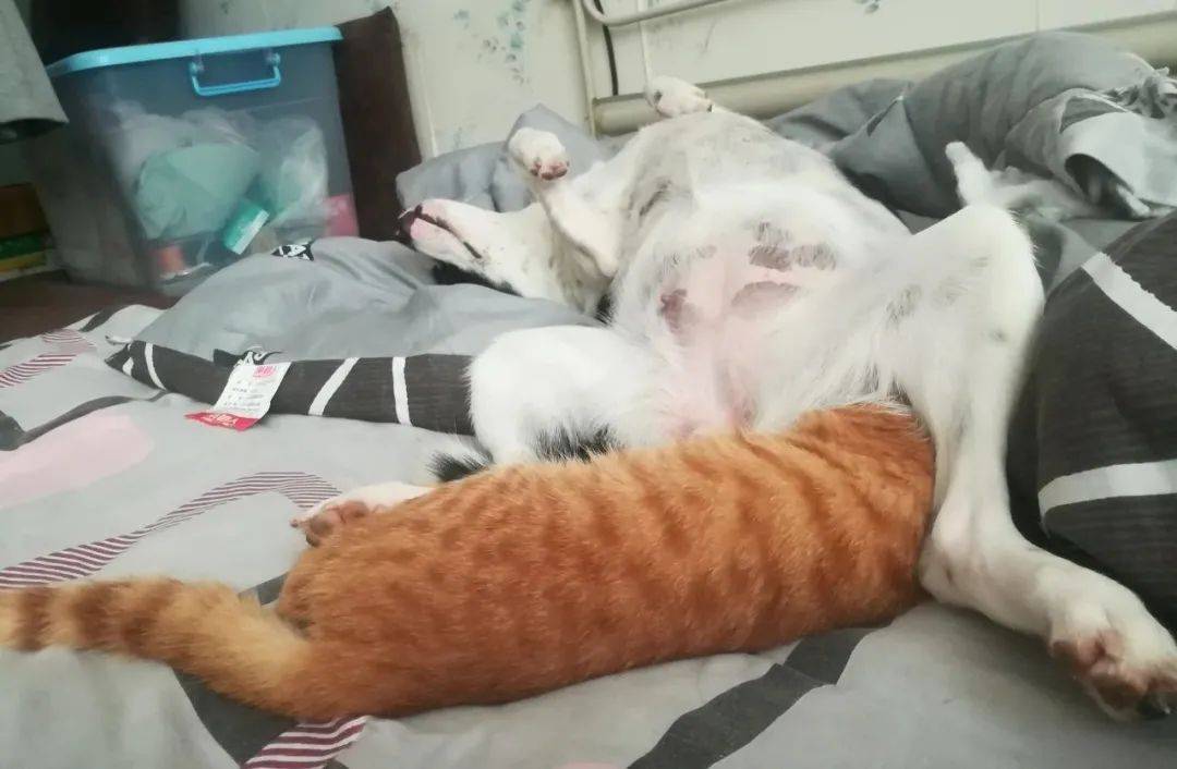 小猫咪被领回家,和狗子相处太融洽了,甚至把铲屎官都晾在一边
