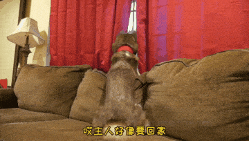 女主人上班后,二哈整天趴在窗户边,狗:别上班我养你吧