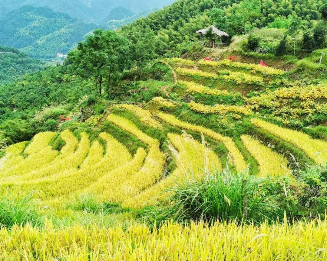 邹相OR彭进:一花一木观世界,拈花微笑普世人|中原作家