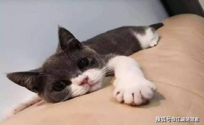 各位铲屎官在你睡觉后,猫咪会做这8件事,你知道吗