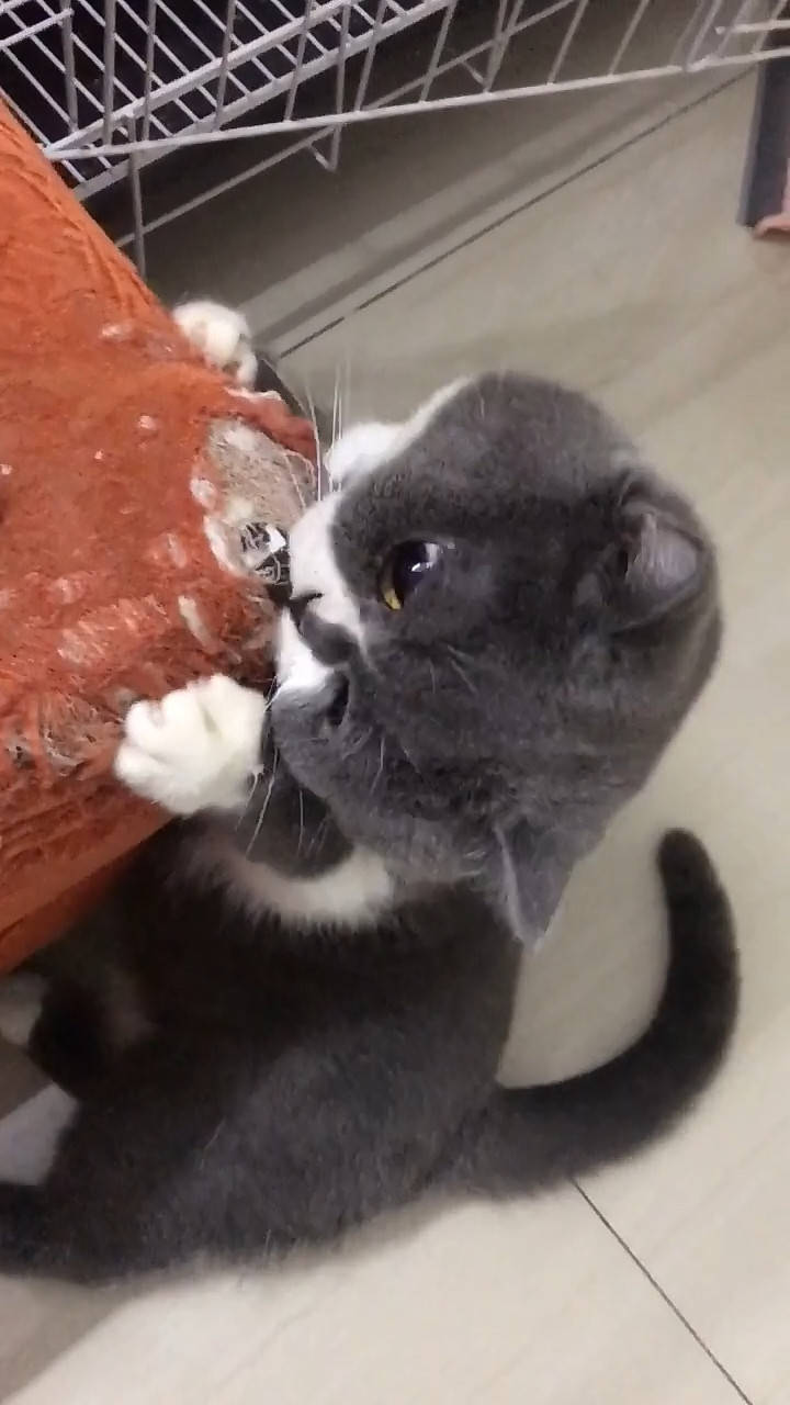 猫咪啃沙发被主人发现,竟还想逃离现场,主人:我已经掌握证据了