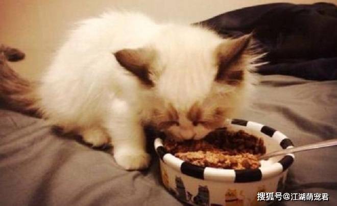 当了铲屎官以后,想要猫咪长寿,可以试试这5招