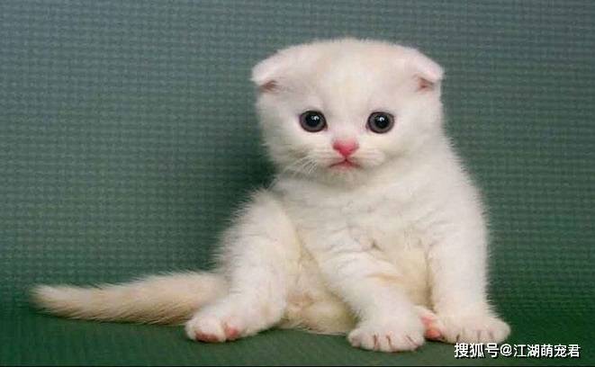 当了铲屎官以后,想要猫咪长寿,可以试试这5招