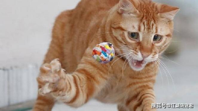 当了铲屎官以后,想要猫咪长寿,可以试试这5招