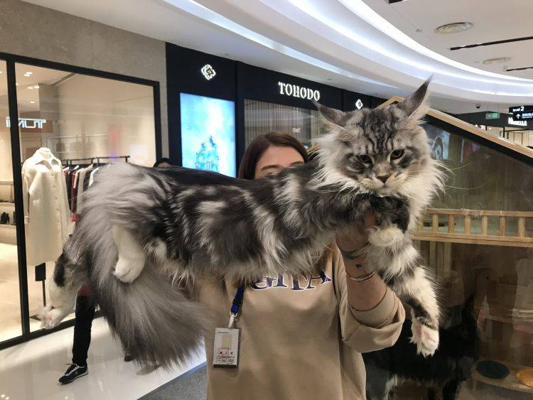 半岛调查|你撸过60万元一只的猫咪吗?揭开“天价猫”的神秘“喵生”