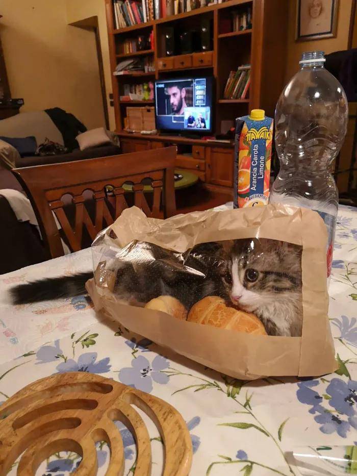 “自从养了猫,我的脾气越来越好了”