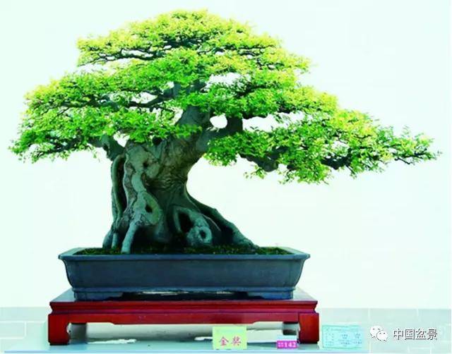 朴树盆景,别具特色!