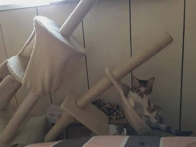 猫爬架眼看就要塌了,猫非要再上去坐,结果……