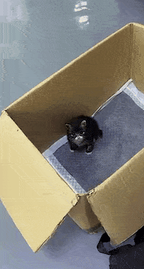 猫爬架眼看就要塌了,猫非要再上去坐,结果……