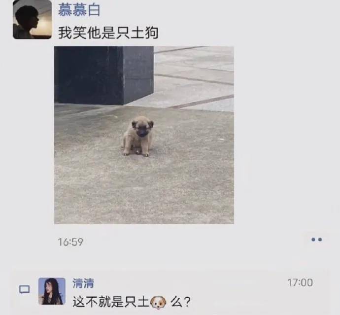 娘出嫁,狗狗追婚车十几公里,知道真相后哭了