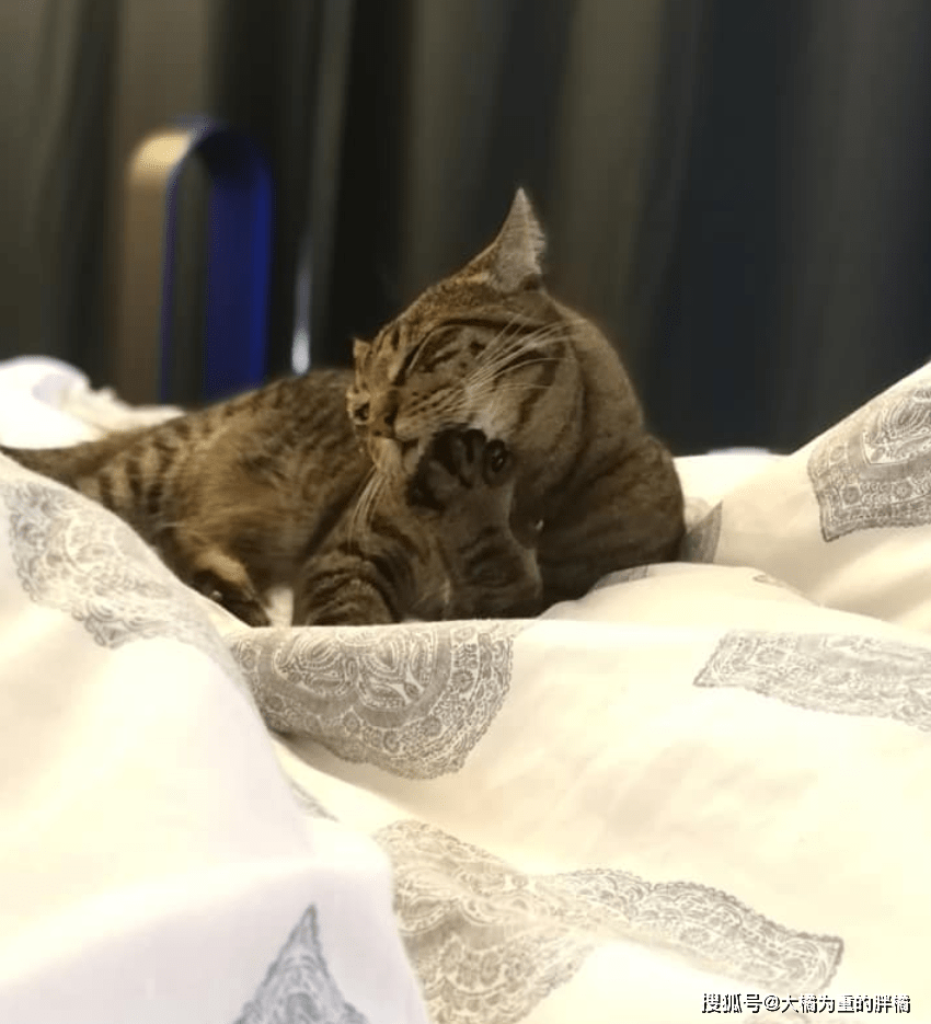 狸花猫在外玩耍三天,回家时却带着一张纸条,原因让人哭笑不得