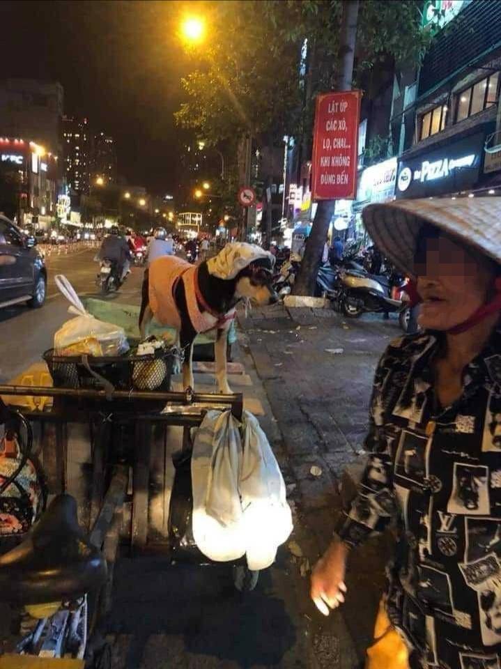 大娘卖菜狗狗在身后睡觉,网友发现端倪:这对“铃铛”也太大了吧