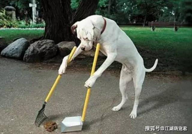 带狗狗出门牵绳是第一步,文明养犬从我做起!