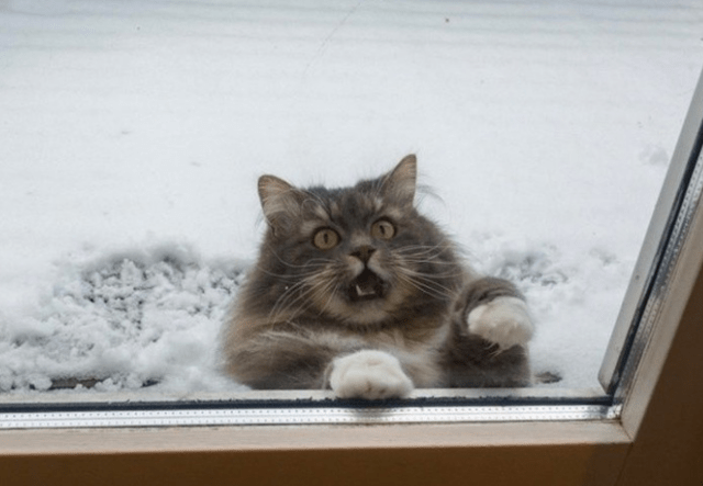 下雪天带猫出门是啥感受?主人:你给我下去!猫:不行!这雪烫脚