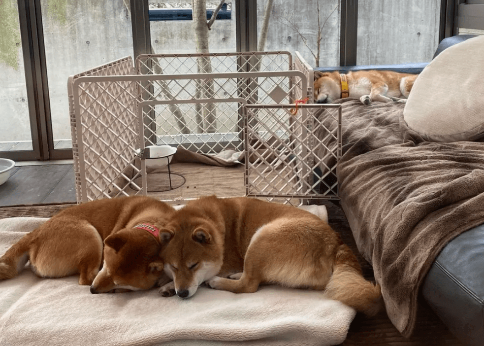 墙上的三只柴犬,走红后成了“景点”,院内生活很有情调