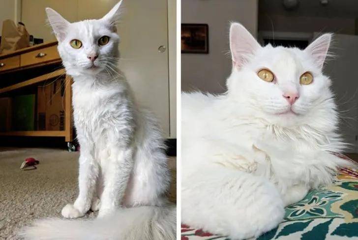 15只猫咪收养前后的对比图,看完后满满的惊喜和感动!
