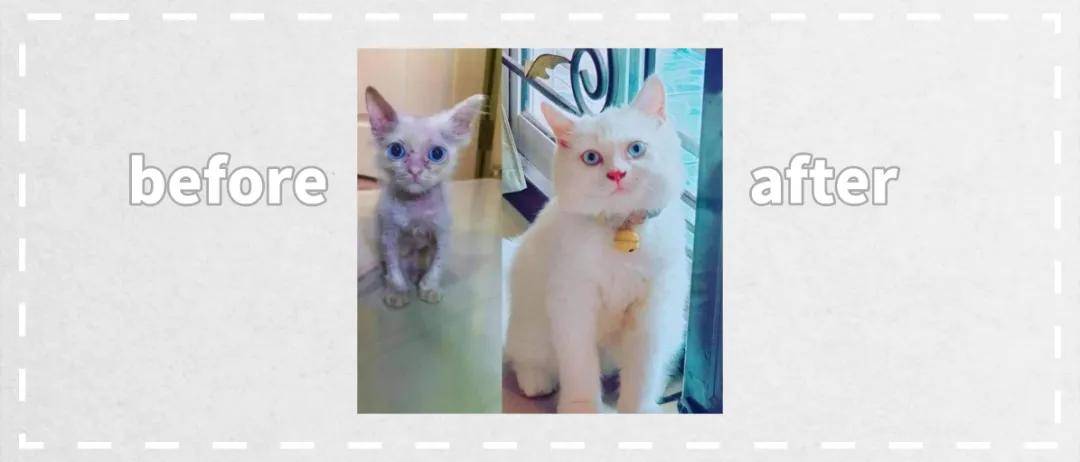 15只猫咪收养前后的对比图,看完后满满的惊喜和感动!